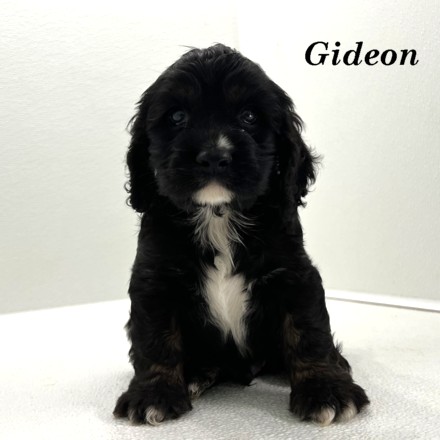 puppy, for, sale, Cocker Spaniel, Joe & Cherri  Overlease, dog, breeder, Miller, MO, dog-breeder, puppy-for-sale, forsale, nearby, find, puppyfind, locator, puppylocator, aca